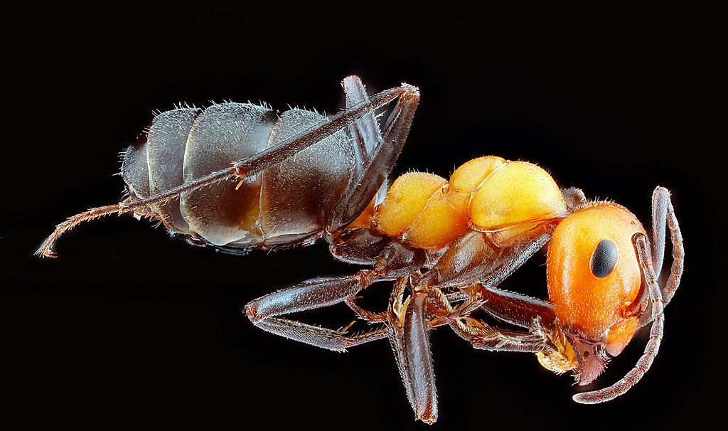 Ant Control service in Largo, FL