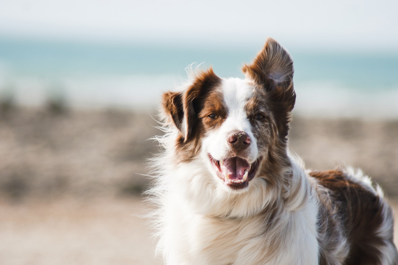 Flea & Tick Control service in Largo, FL
