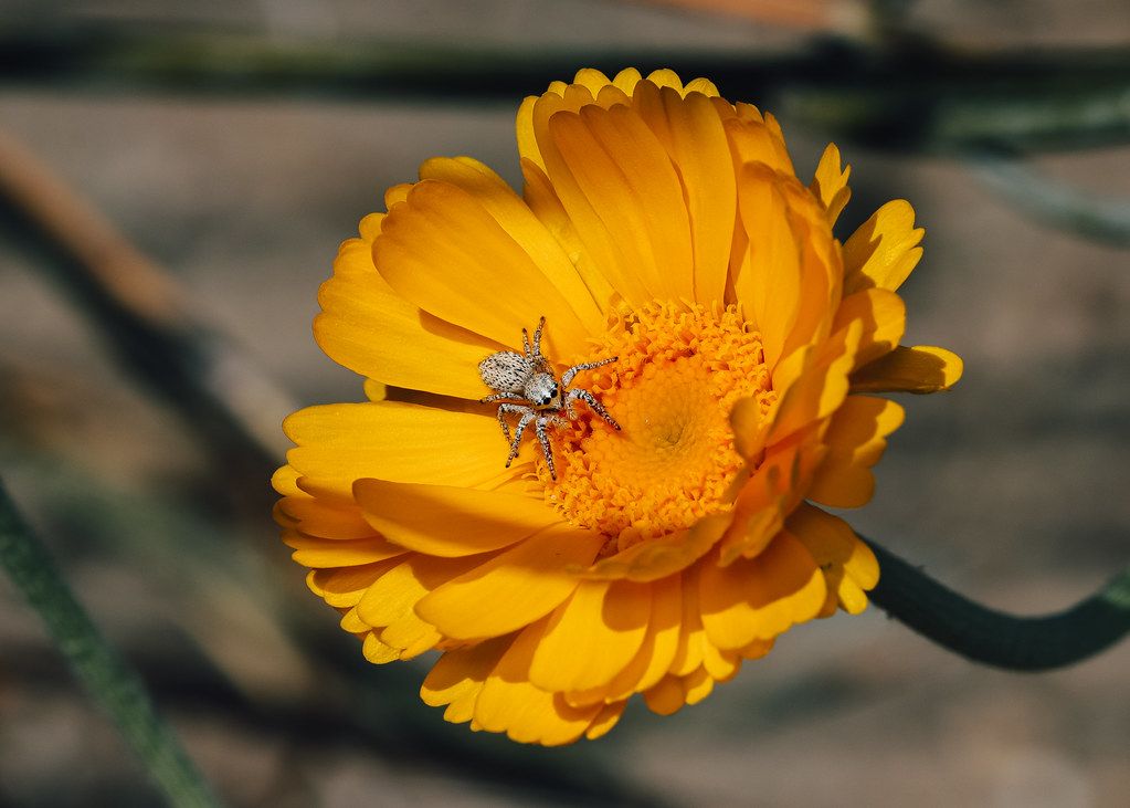 Spider Control service in Largo, FL